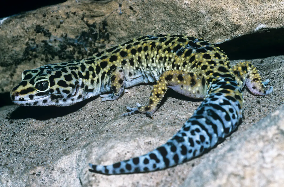 ヒョウモントカゲモドキは乾燥による脱皮不全が起きやすく、皮が残ったままだとその部分が壊死してしまうこともあるため、十分な湿度管理が必要になります。